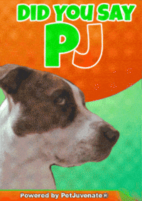 Taylor Funny Gif GIF by PetJuvenate - PJ