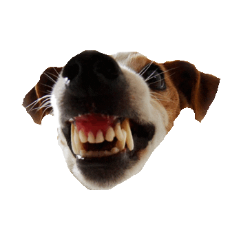 Dog Horror Sticker by imoji
