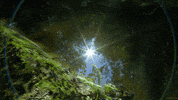 water star GIF by Living Stills
