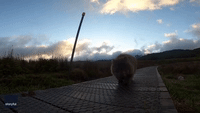 Wombat Leads the Way During Morning Hike in Tasmania