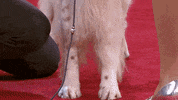 Hungry On My Way GIF by American Kennel Club
