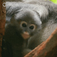 Pbs Nature Monkey GIF by Nature on PBS