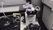 TAMUScience science lab research biology GIF