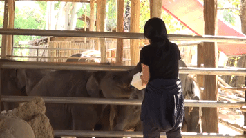 Orphan Elephants Get Homemade Blankets During Myanmar Cold Snap