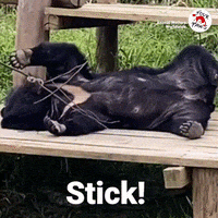 Bear Stick GIF by FOUR PAWS
