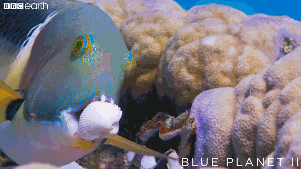 blue planet success GIF by BBC Earth