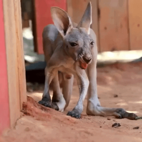 Kangaroo GIF by Storyful