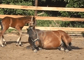 horse GIF