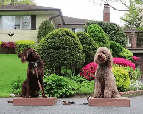 CleverCanineDogTraining giphygifmaker dog shuffle place GIF