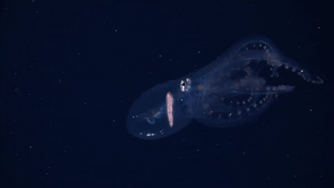 Deep Sea GIF by OctoNation® The Largest Octopus Fan Club!