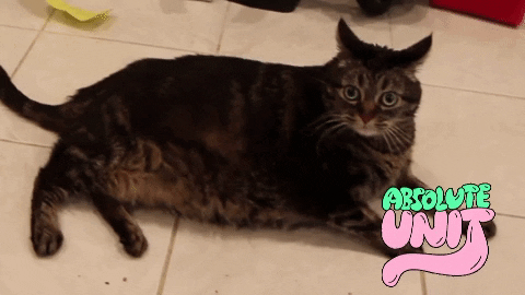 Fat Cat GIF by Alex Anderson