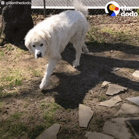 Golden Retriever Dog GIF by The Dodo