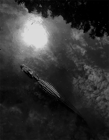 lake gator GIF by University of Florida