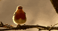 morning must GIF