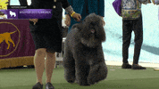 Dogs Bouvier GIF by Westminster Kennel Club