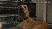 Dog What GIF by Apple TV+