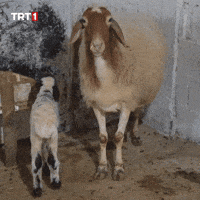 Look Omg GIF by TRT