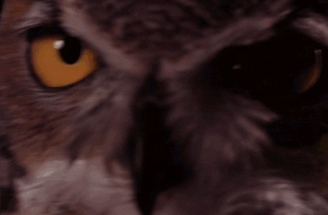 twin peaks owl GIF