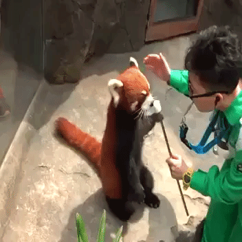 Red Panda Performs Tricks