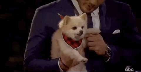 Episode 1 Dog GIF by The Bachelor