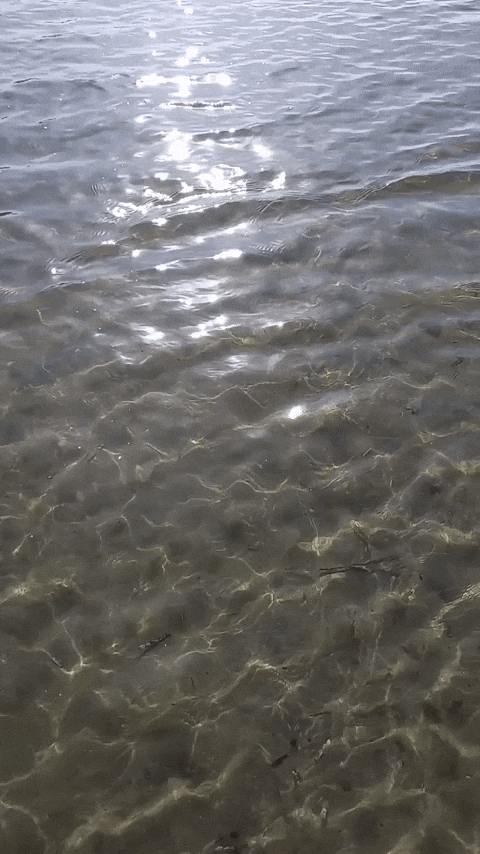 Simongip giphyupload GIF