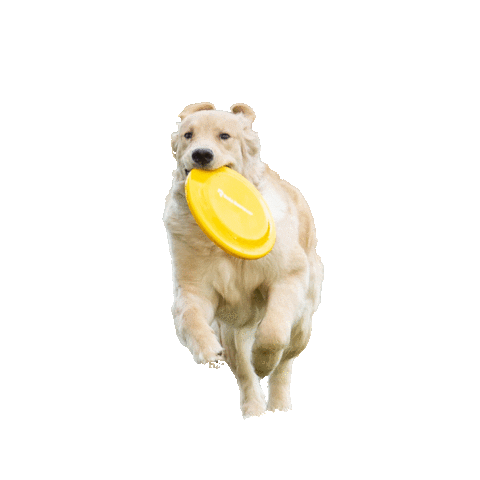 rateretriever giphyupload dog running puppy Sticker