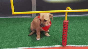 Animal Planet GIF by Puppy Bowl