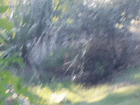 OaklandZoo animals california wildlife zoo GIF