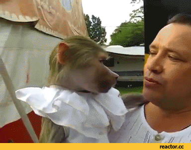 monkey GIF