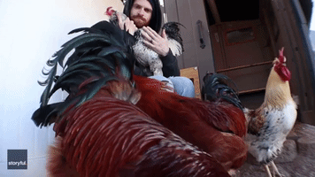 Roosters Have Very Vocal Reaction to Bald Eagle