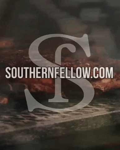southernfellow music cooking southern fellow southernfellow GIF