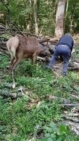 Deer Gets Up Close to Woodcutter at Croatia Forest