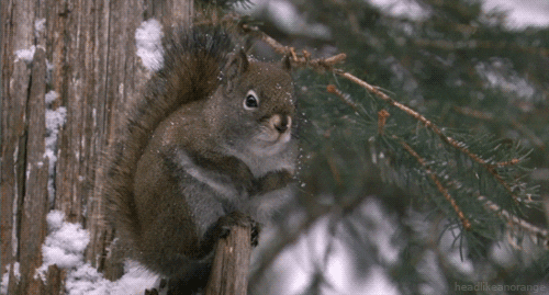 secrets of our living planet squirrel GIF by Head Like an Orange