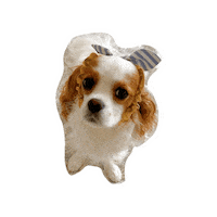 Happy Cavalierkingcharlesspaniel Sticker