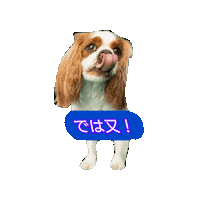 Cavalierkingcharlesspaniel Sticker