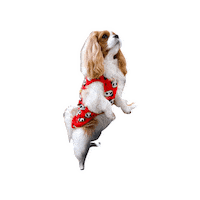Cavalier Sticker