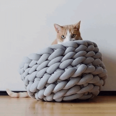 KittyNook giphyupload GIF