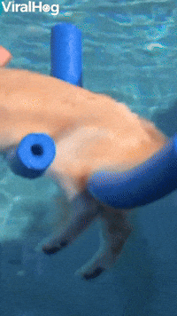 Using Pool Noodles to Keep Golden Floating