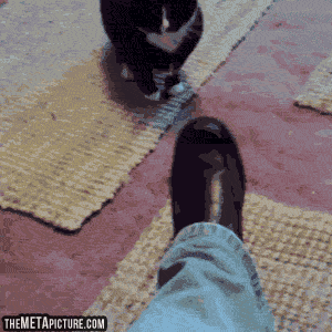 cat attacking GIF