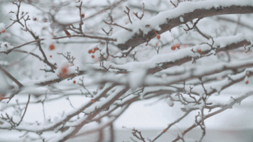snow winter GIF by Rochester Institute of Technology