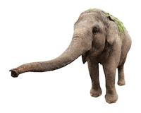 Elephant Sticker by Piramid Studio