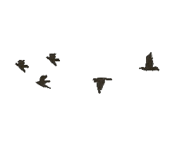 NorthCountryBwy broadway bob dylan girl from the north country gftnc Sticker