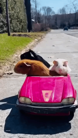 Guinea Pigs Pose as Food Delivery Drivers on Montreal Street