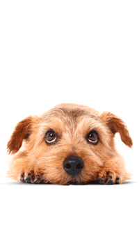 Pet And The City Sticker by RS 8