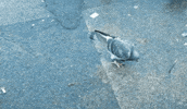 Pigeon Transform GIF