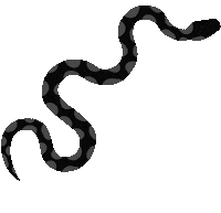 Snake Sticker by Willow Smith