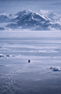 Penguin Meme GIF