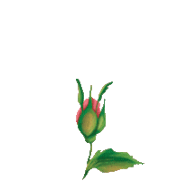 rose flower Sticker by cybex_global