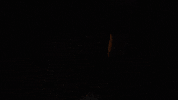 Littlerockswim2020 GIF by Little Rock Athletics