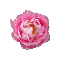 Flower Feminine Sticker by NoraWendel